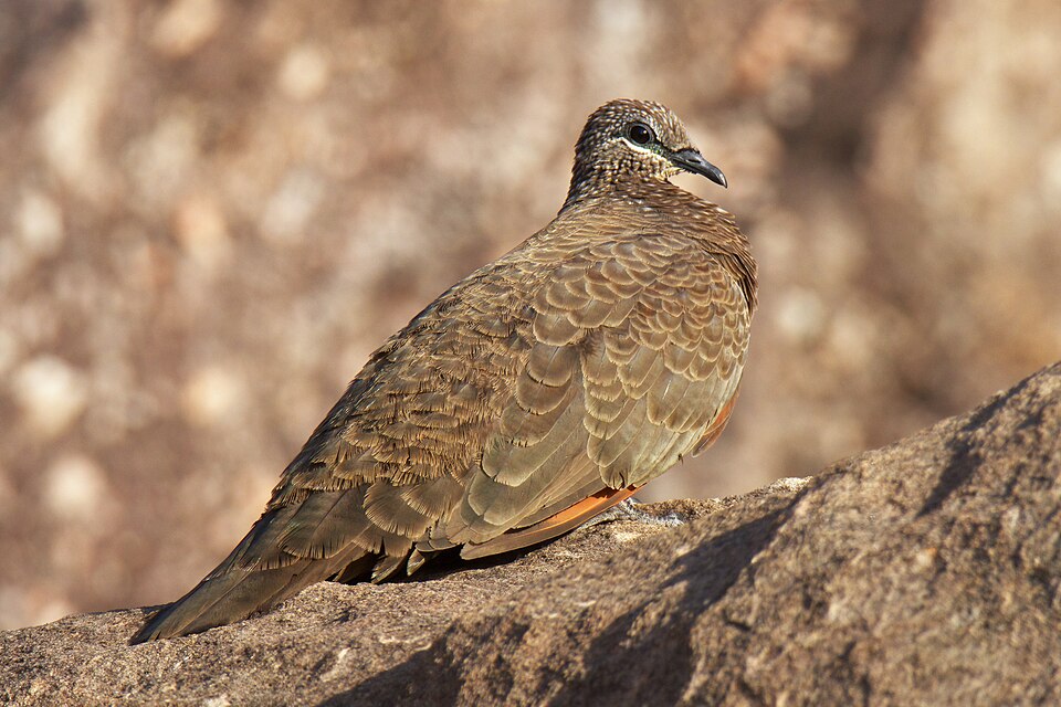 Chestnut-quilled Rock Pigeon