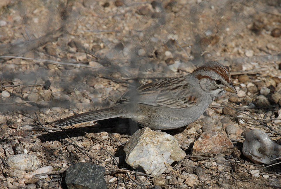 Rufous-winged Sparrow