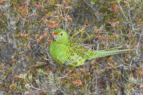 Eastern Ground Parrot
