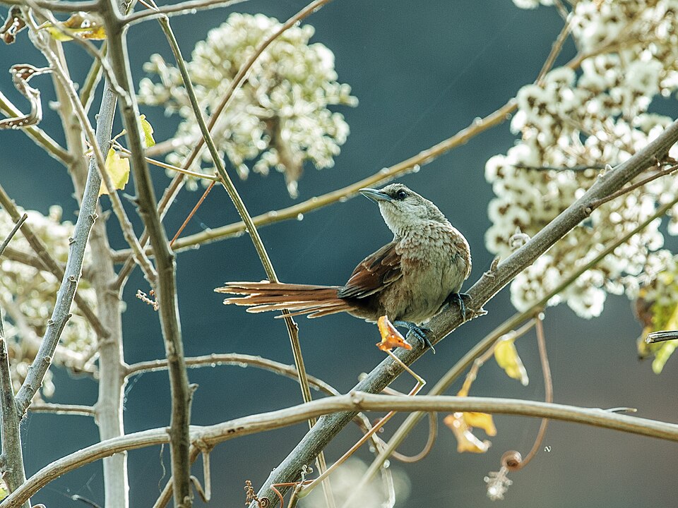 Chestnut-backed Thornbird