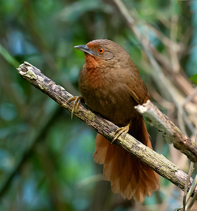 Orange-eyed Thornbird