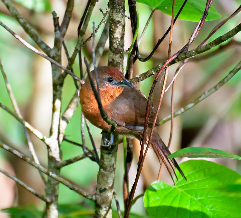 Orange-breasted Thornbird