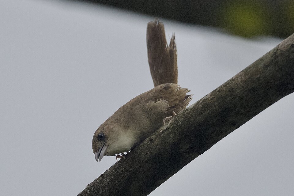 Plain Thornbird