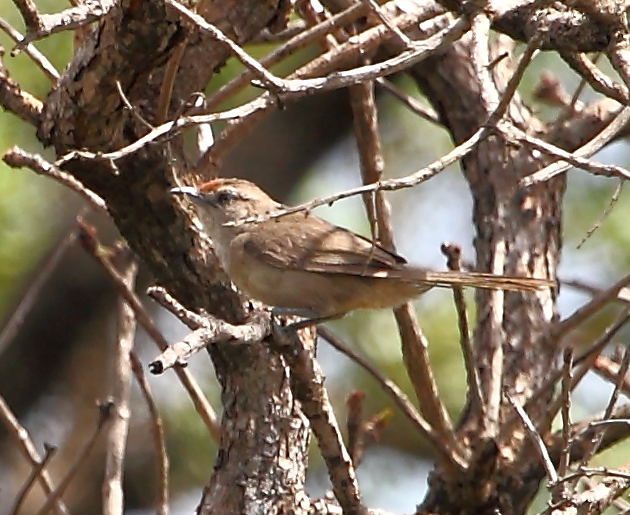Rufous-fronted Thornbird