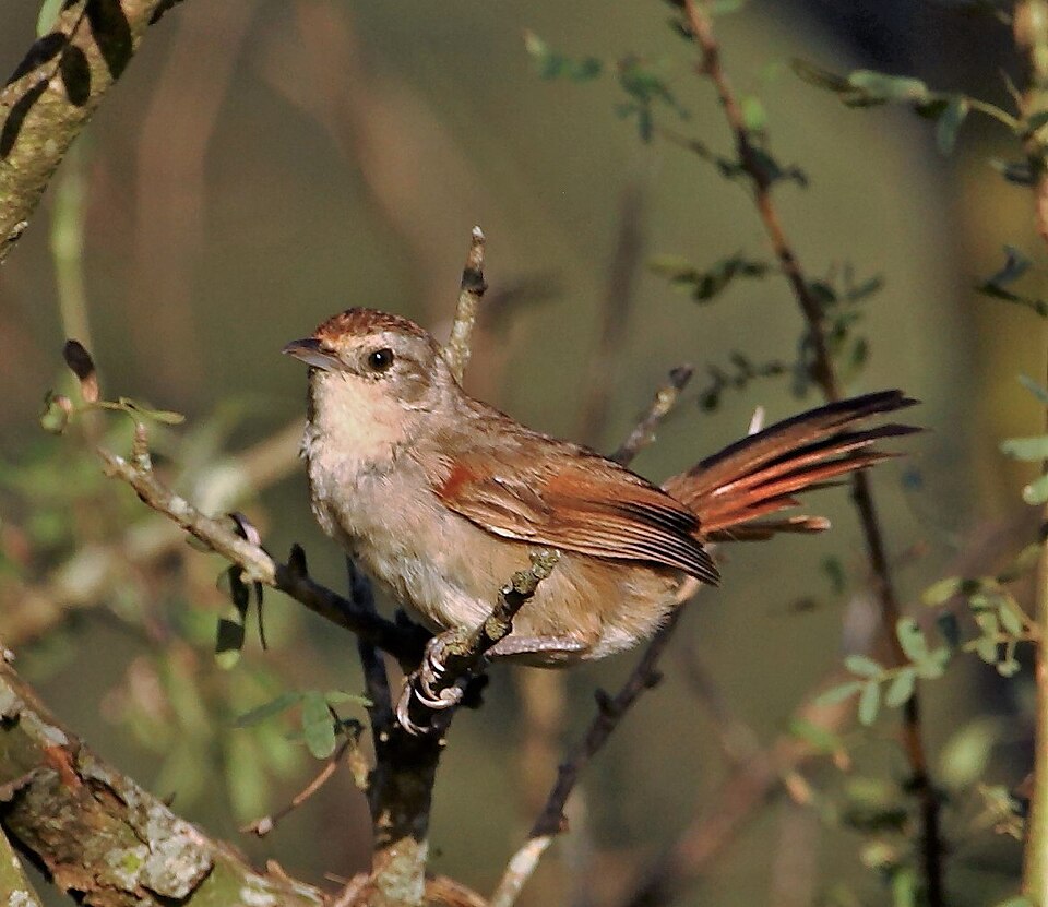 Little Thornbird