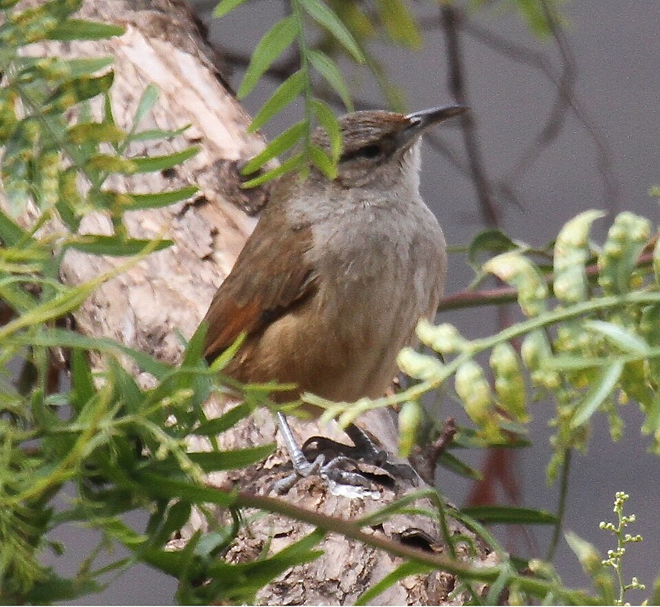 Streak-fronted Thornbird