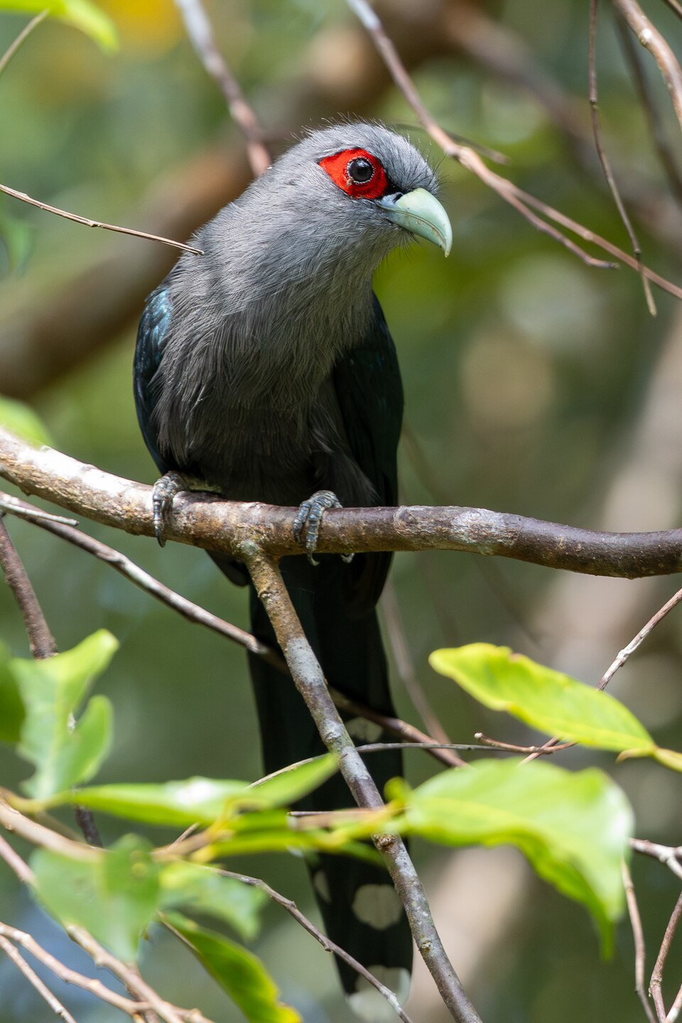 Black-bellied Malkoha