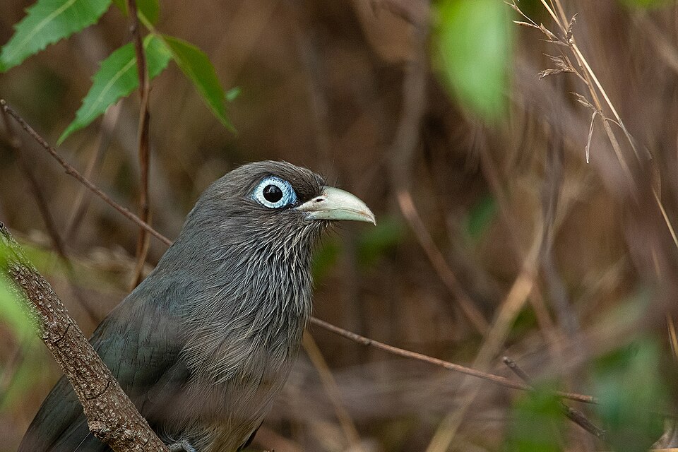Blue-faced Malkoha