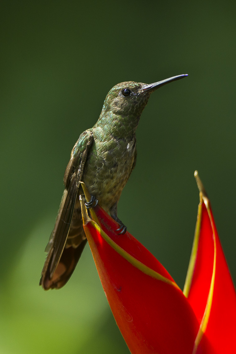 Scaly-breasted Hummingbird