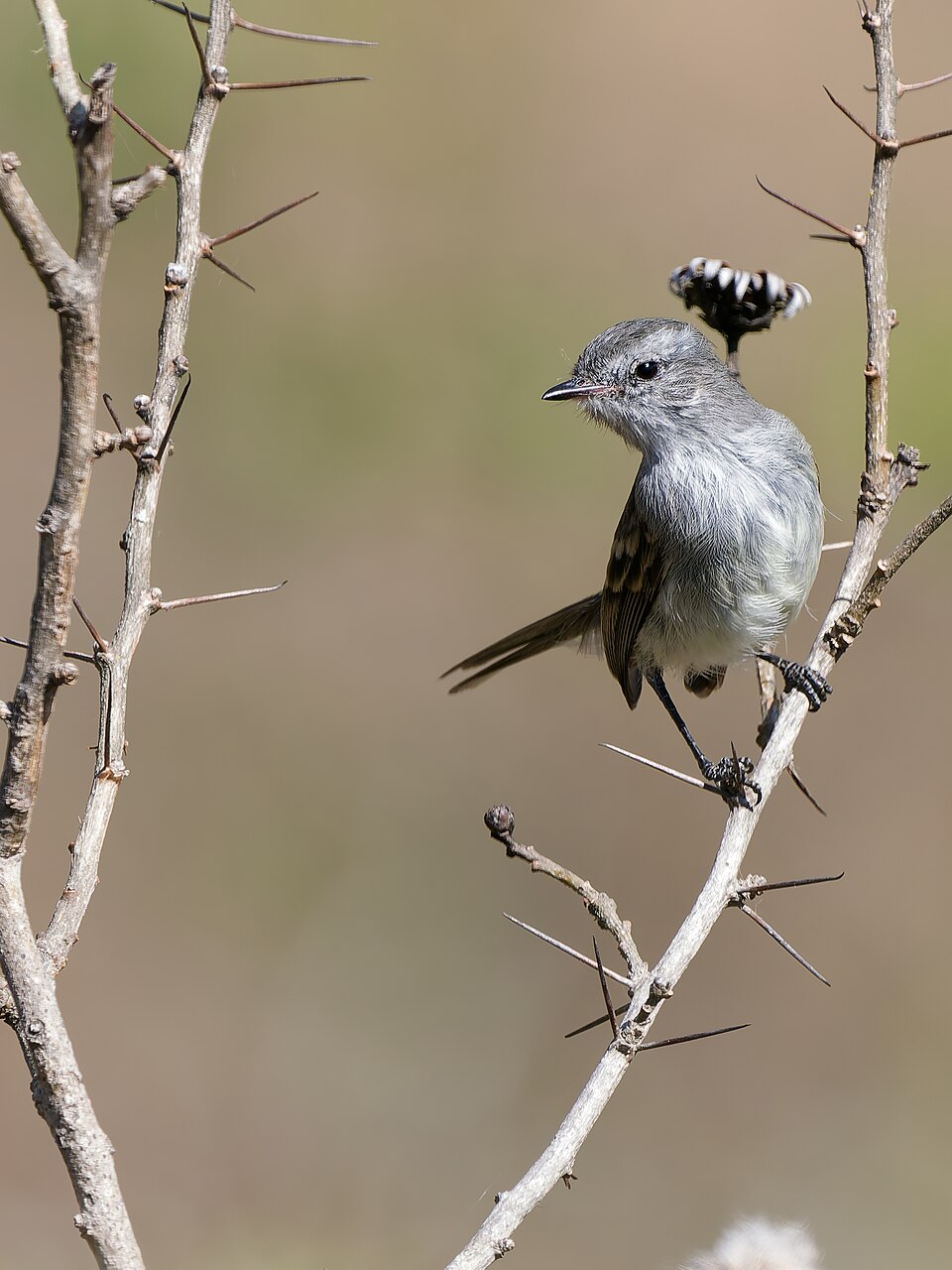 Tumbesian Tyrannulet