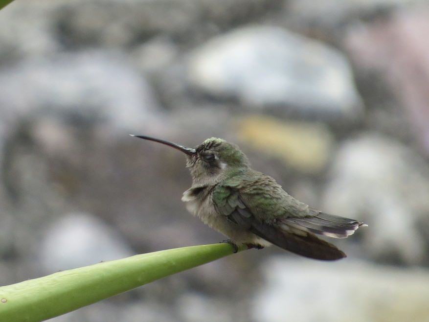 Dusky Hummingbird