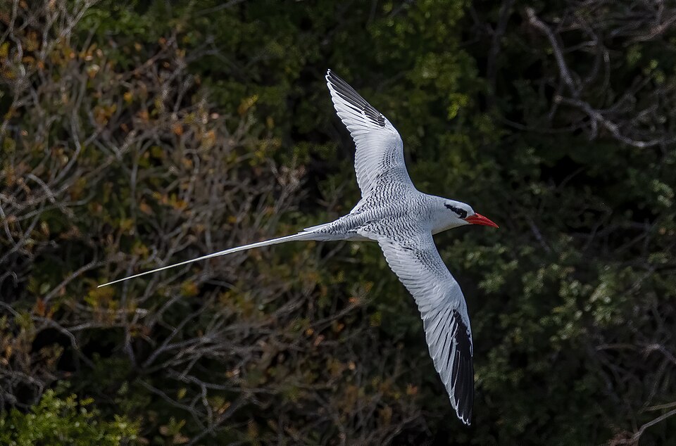 Red-billed Tropicbird