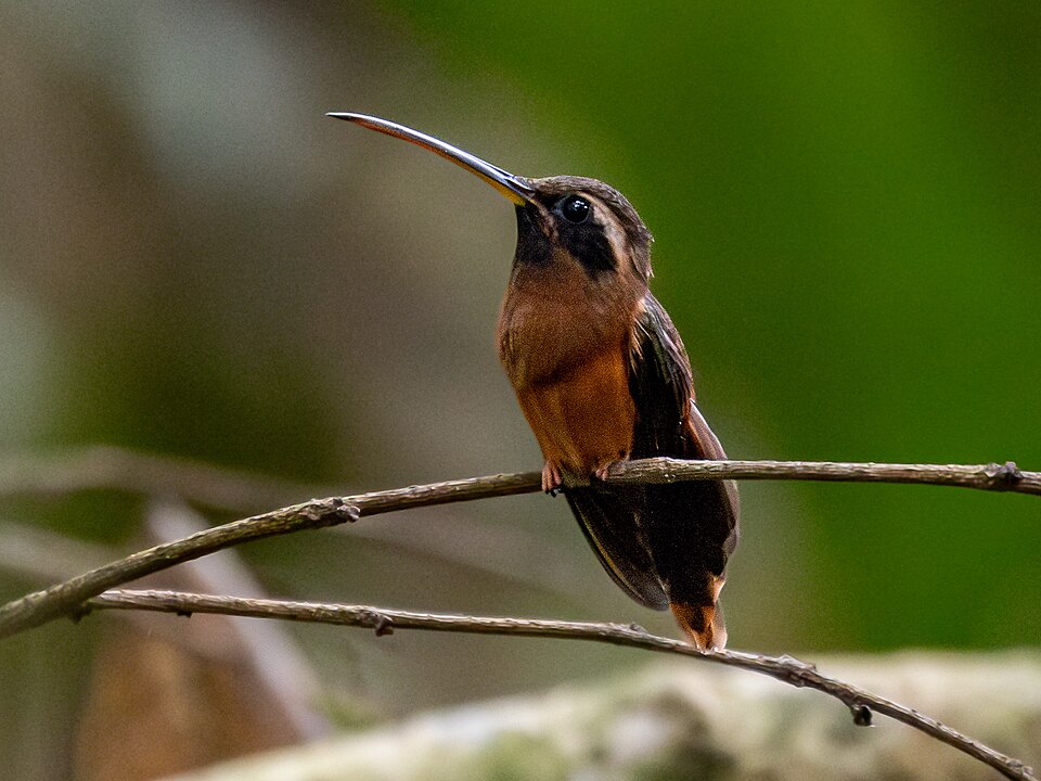 Tapajos Hermit