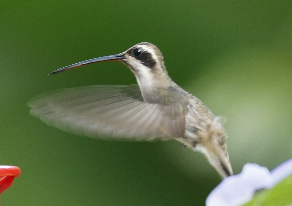Pale-bellied Hermit