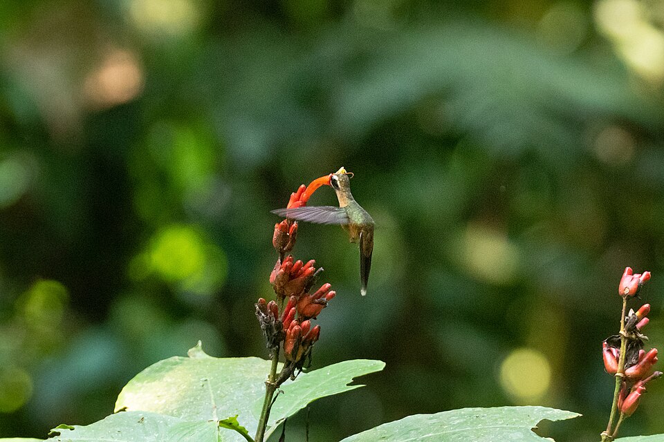 Black-throated Hermit