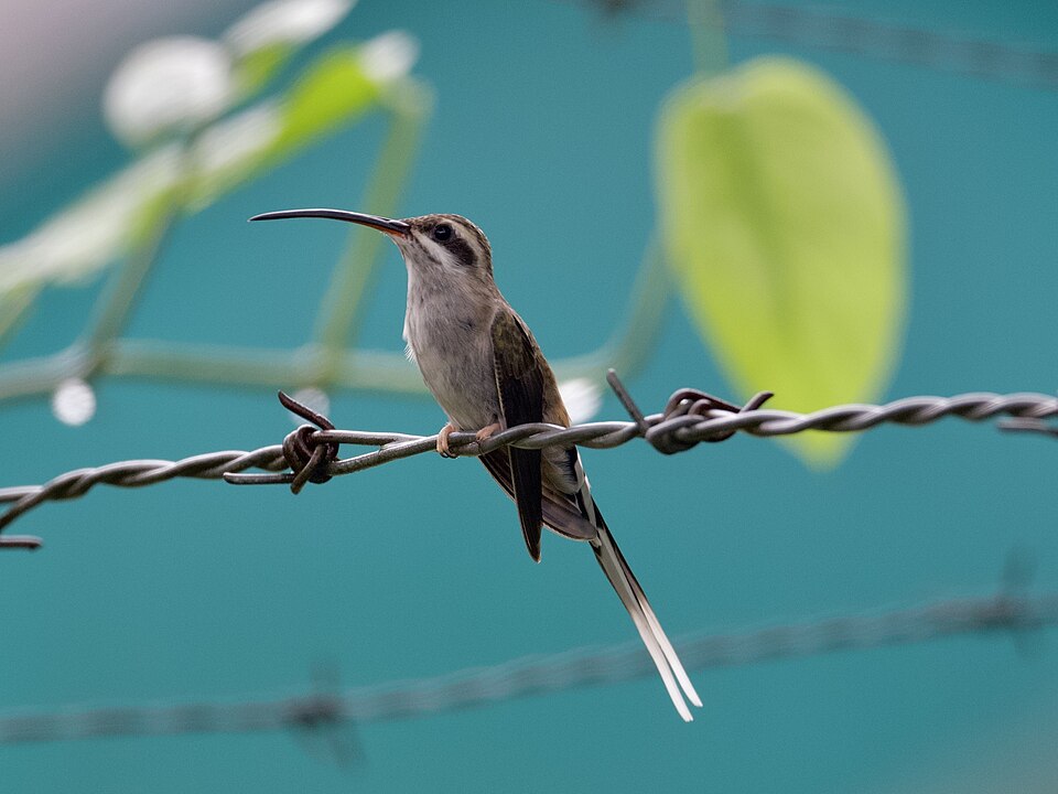 Sooty-capped Hermit