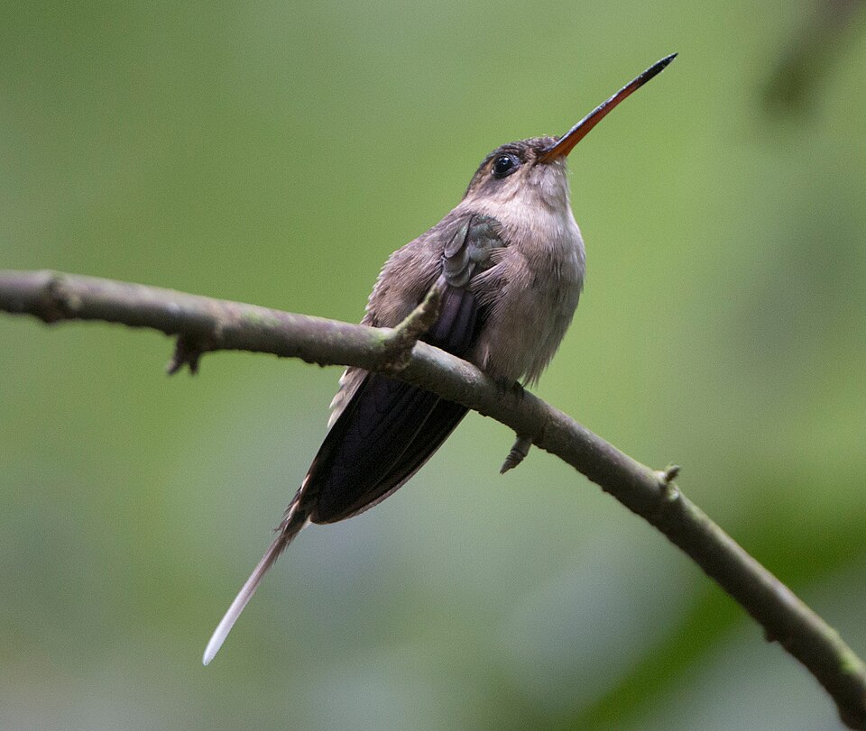 Straight-billed Hermit