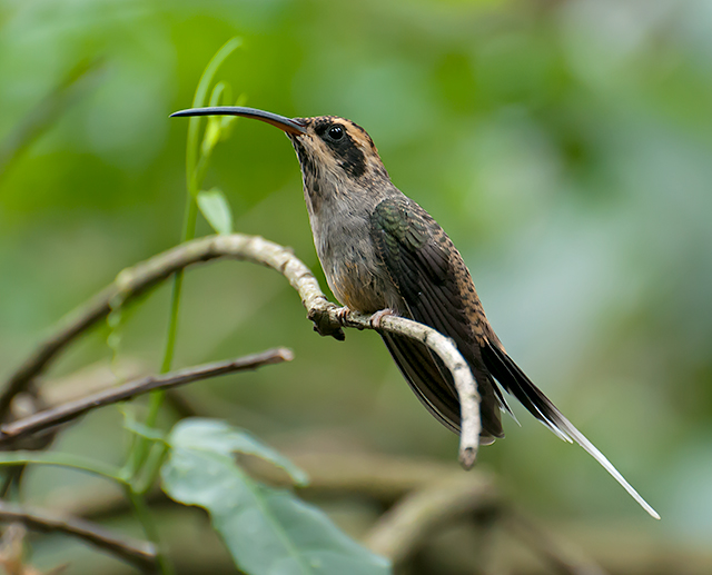Scale-throated Hermit