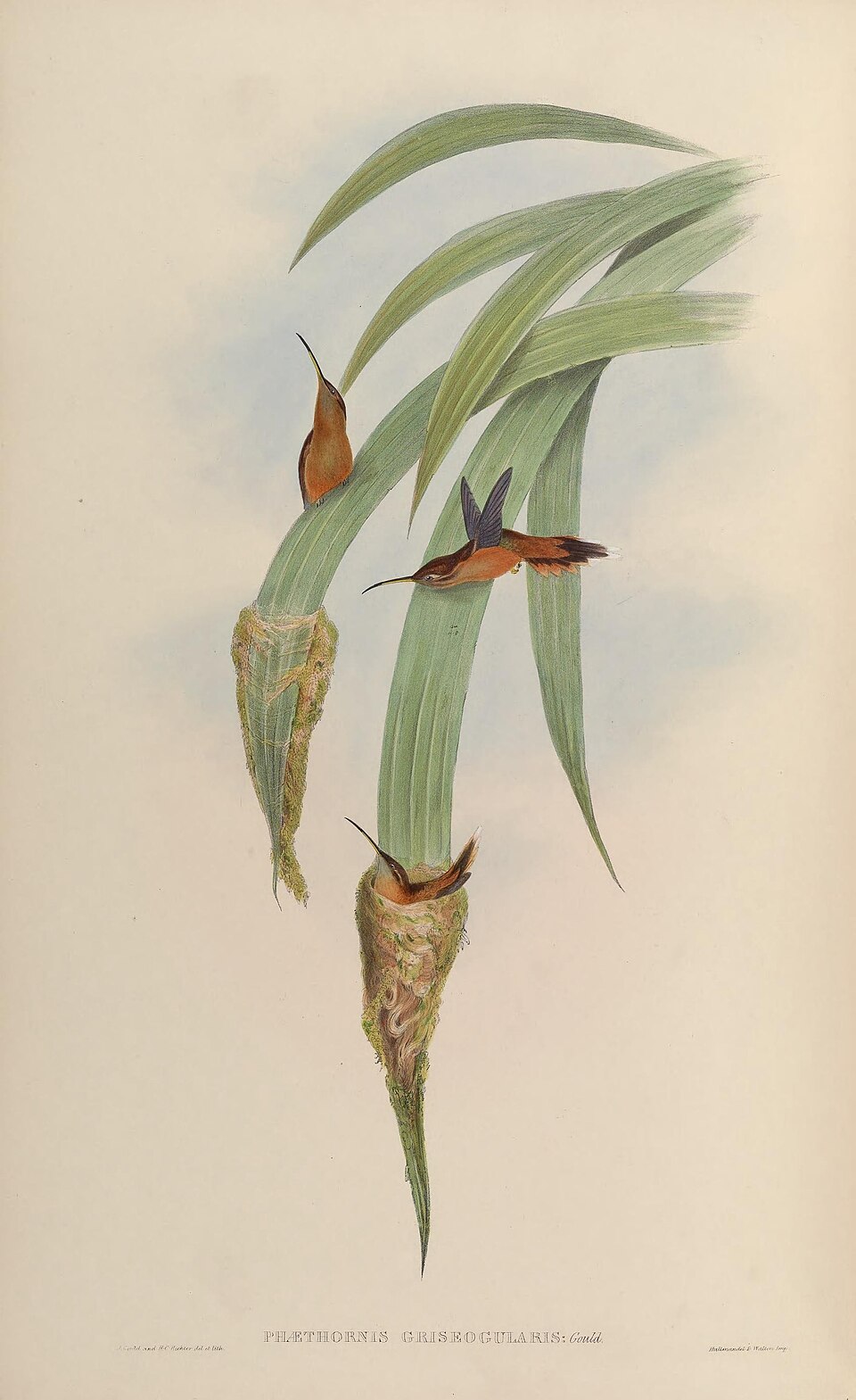 Grey-chinned Hermit