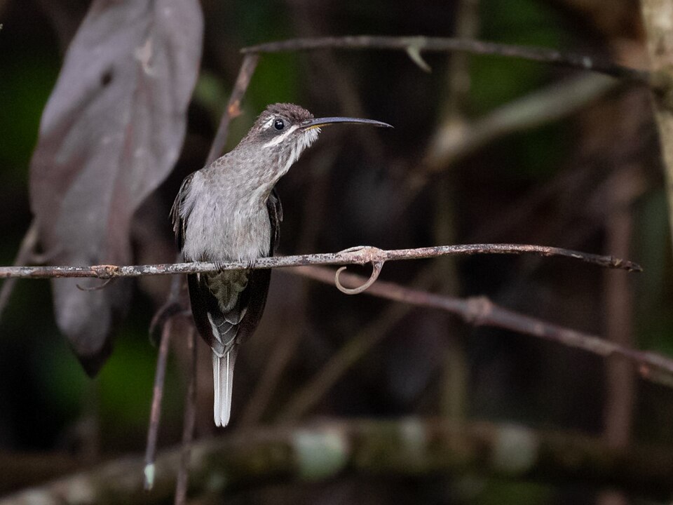 White-bearded Hermit