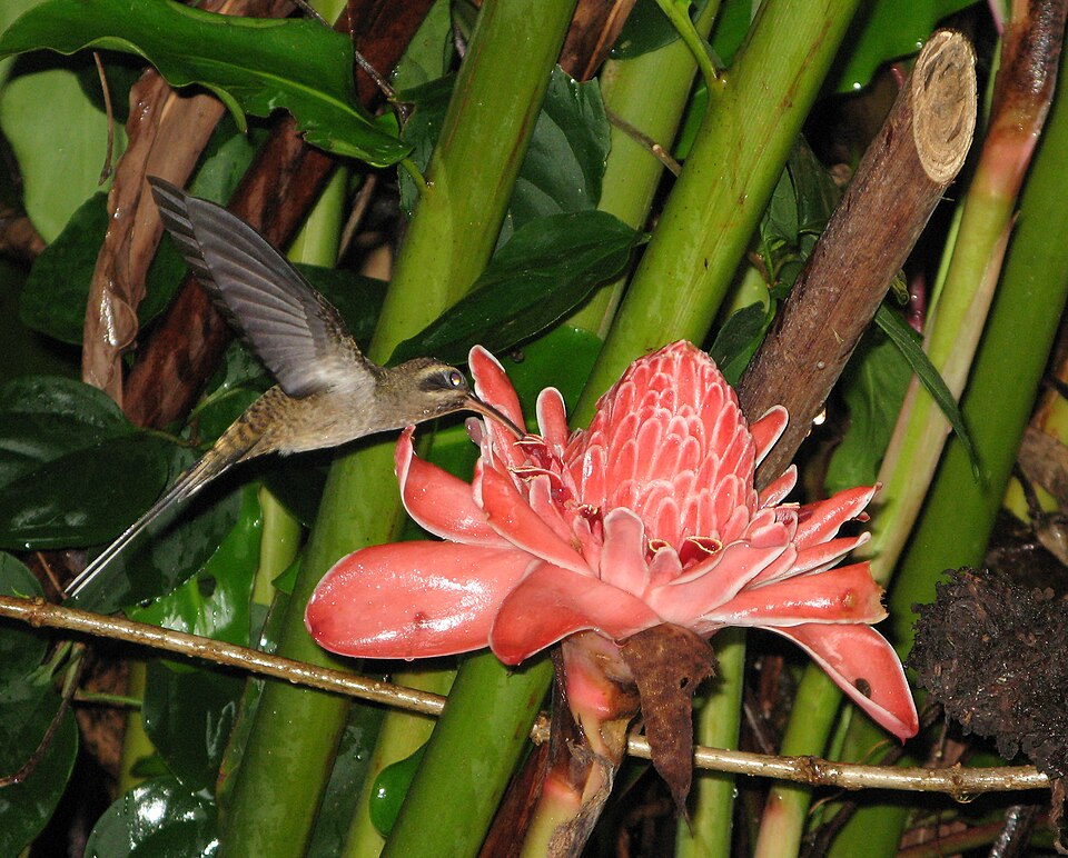 Long-billed Hermit