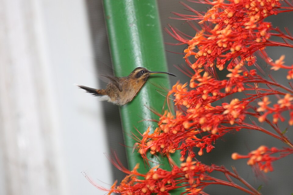 Little Hermit