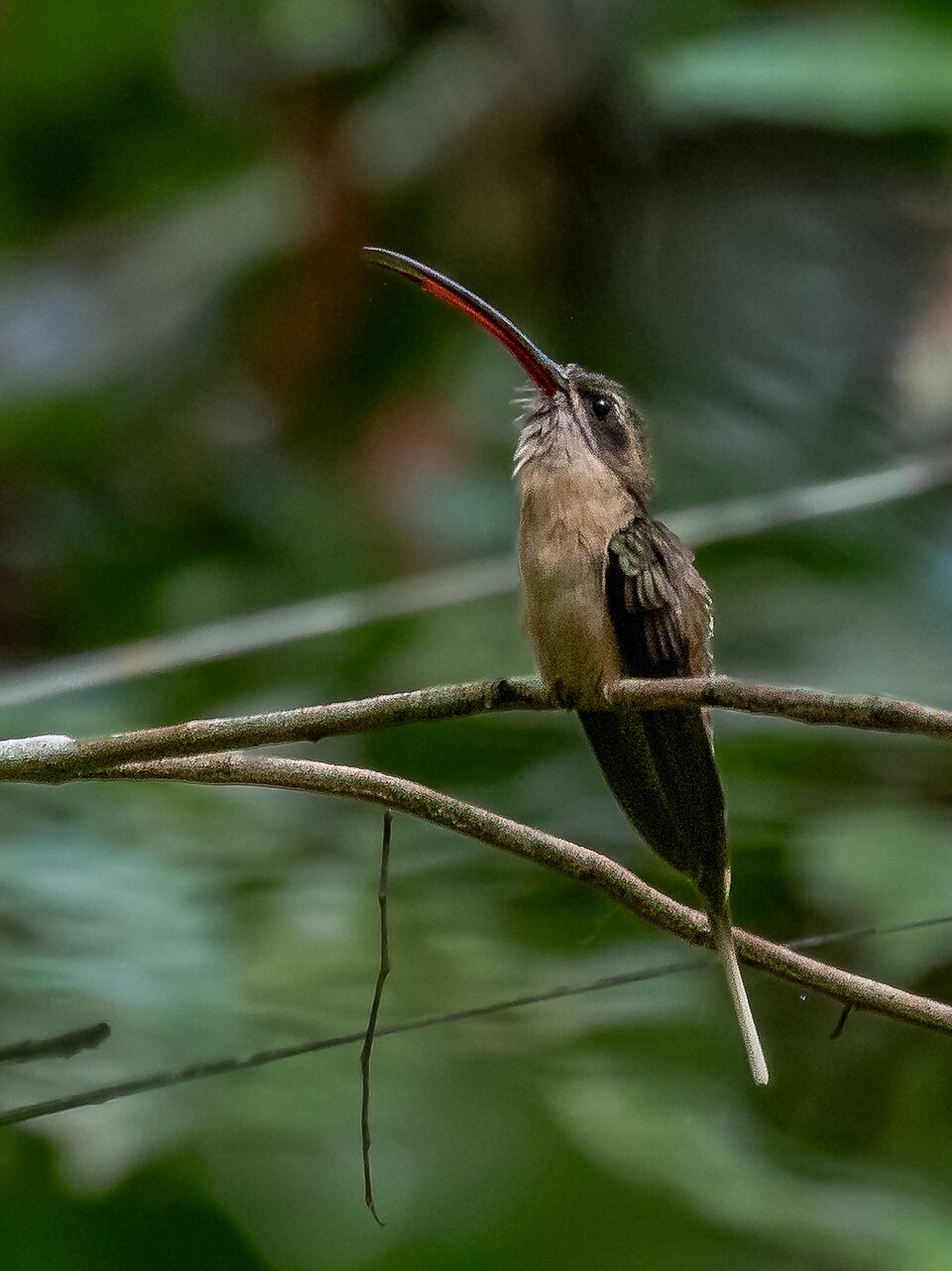 Great-billed Hermit