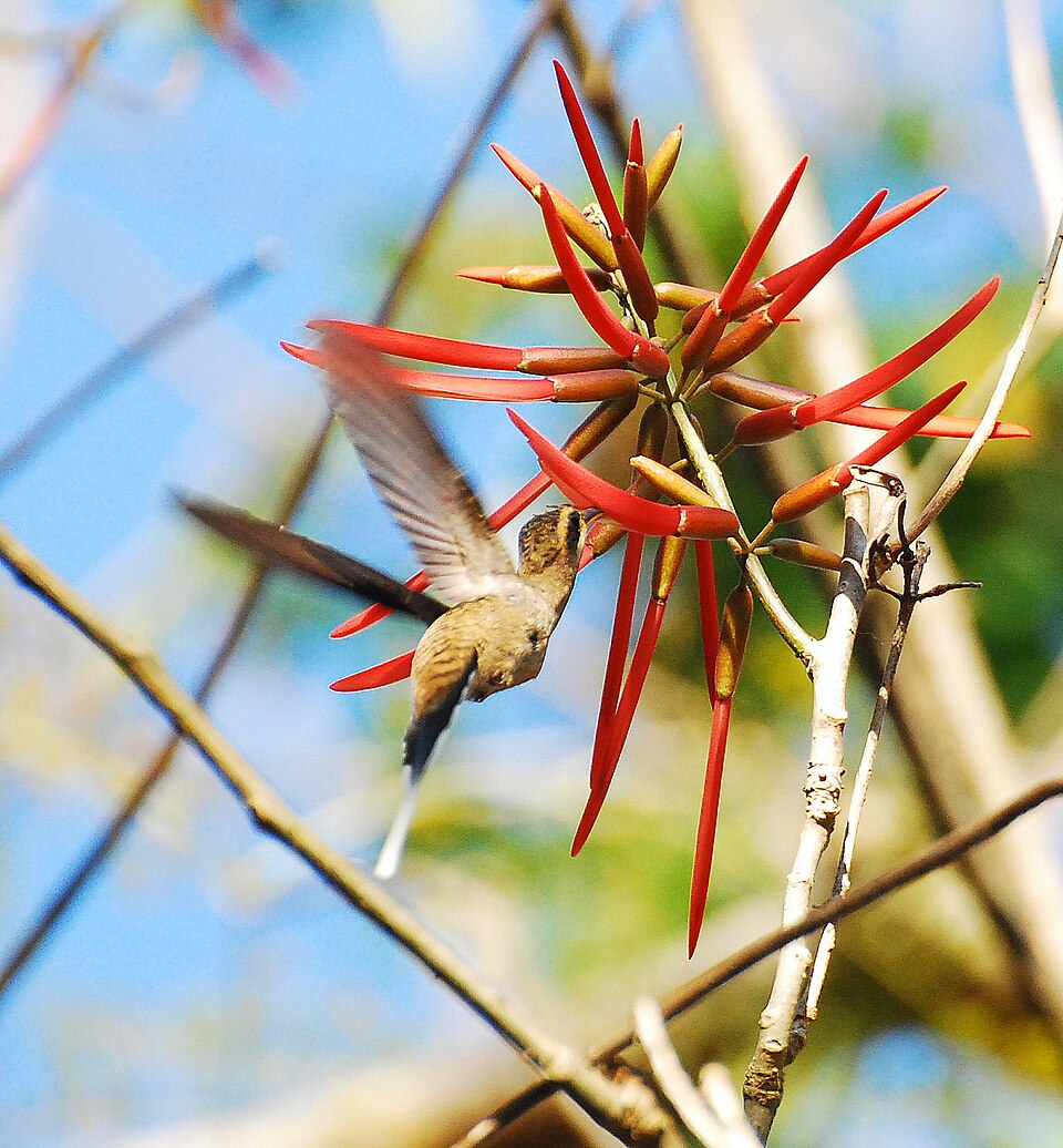 Mexican Hermit