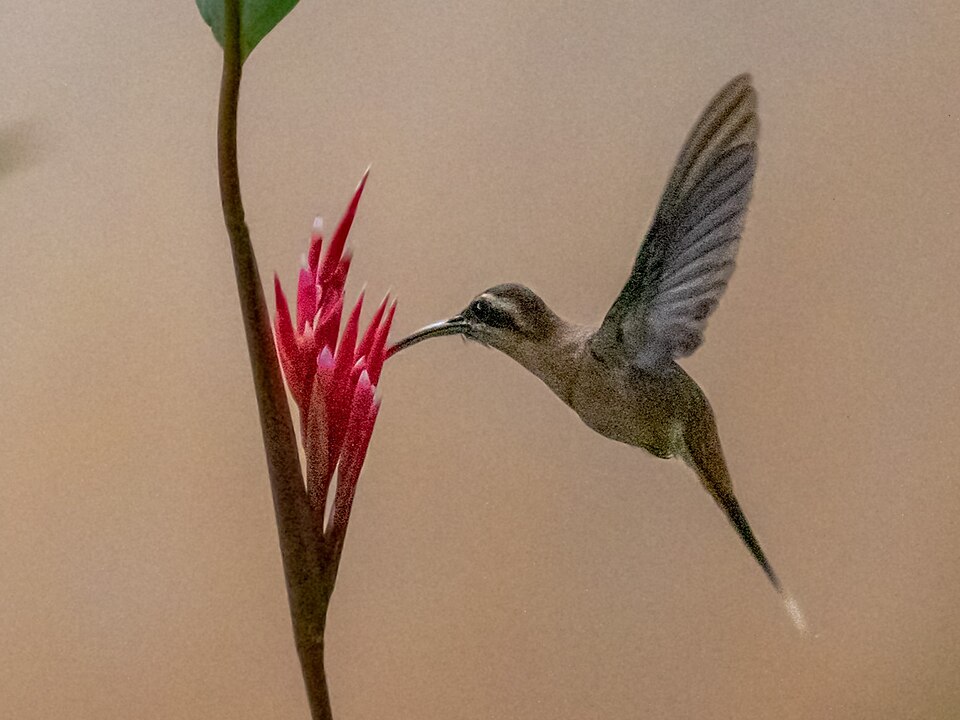 Cinnamon-throated Hermit