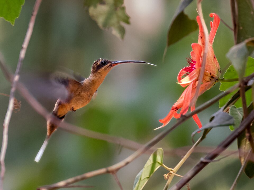 Needle-billed Hermit