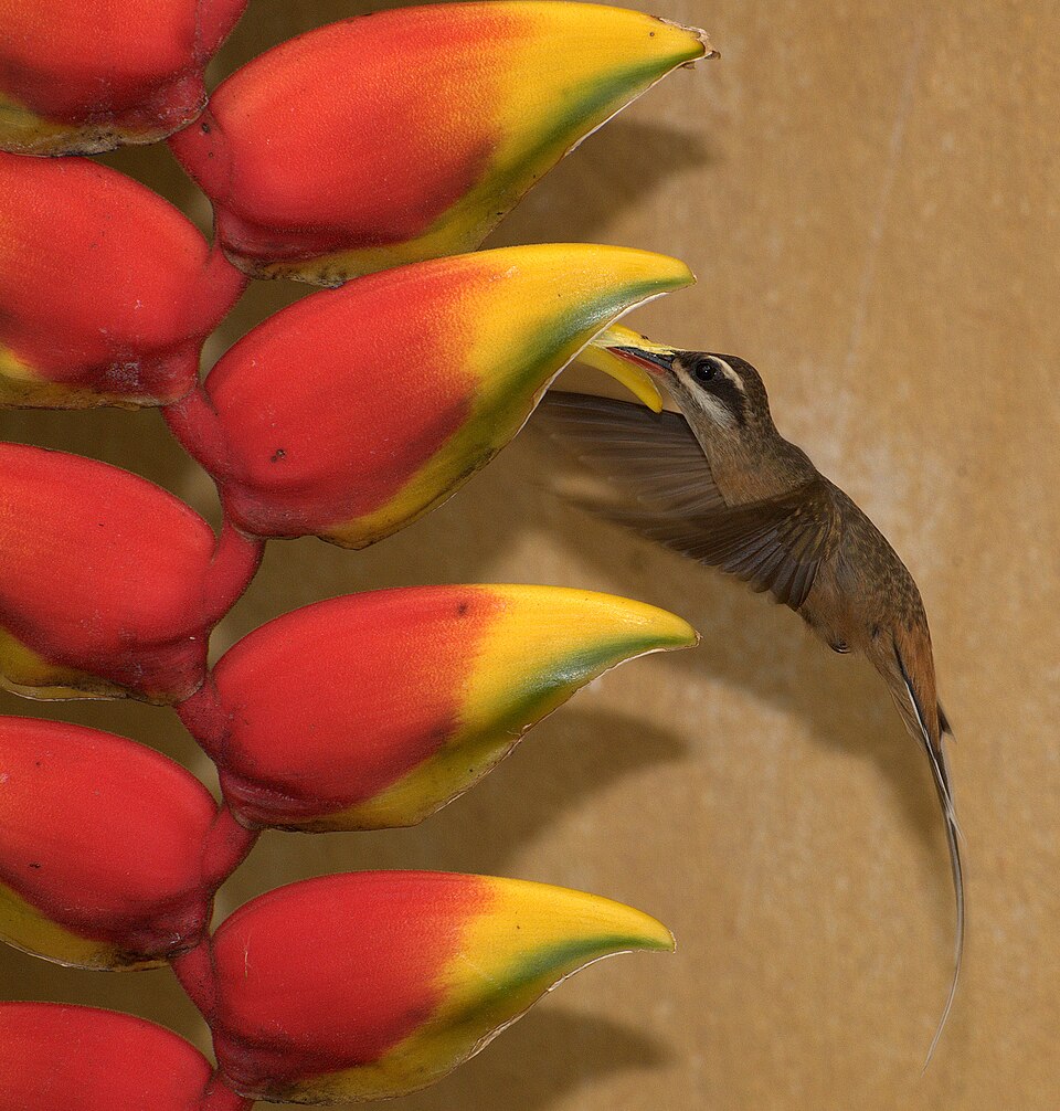Planalto Hermit