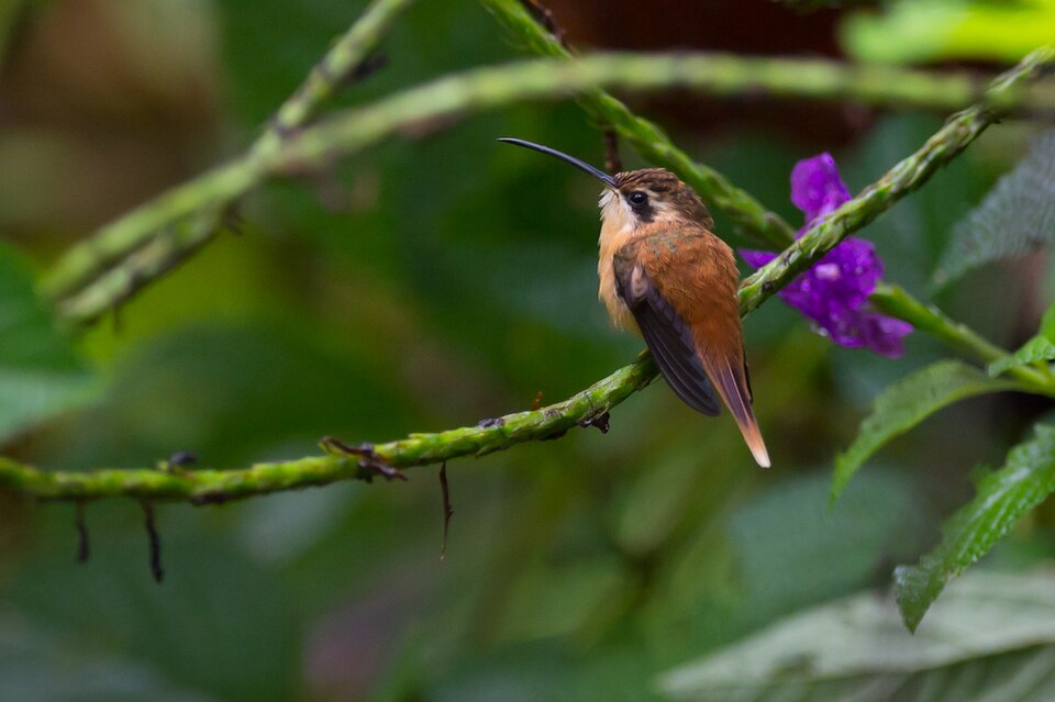 Reddish Hermit