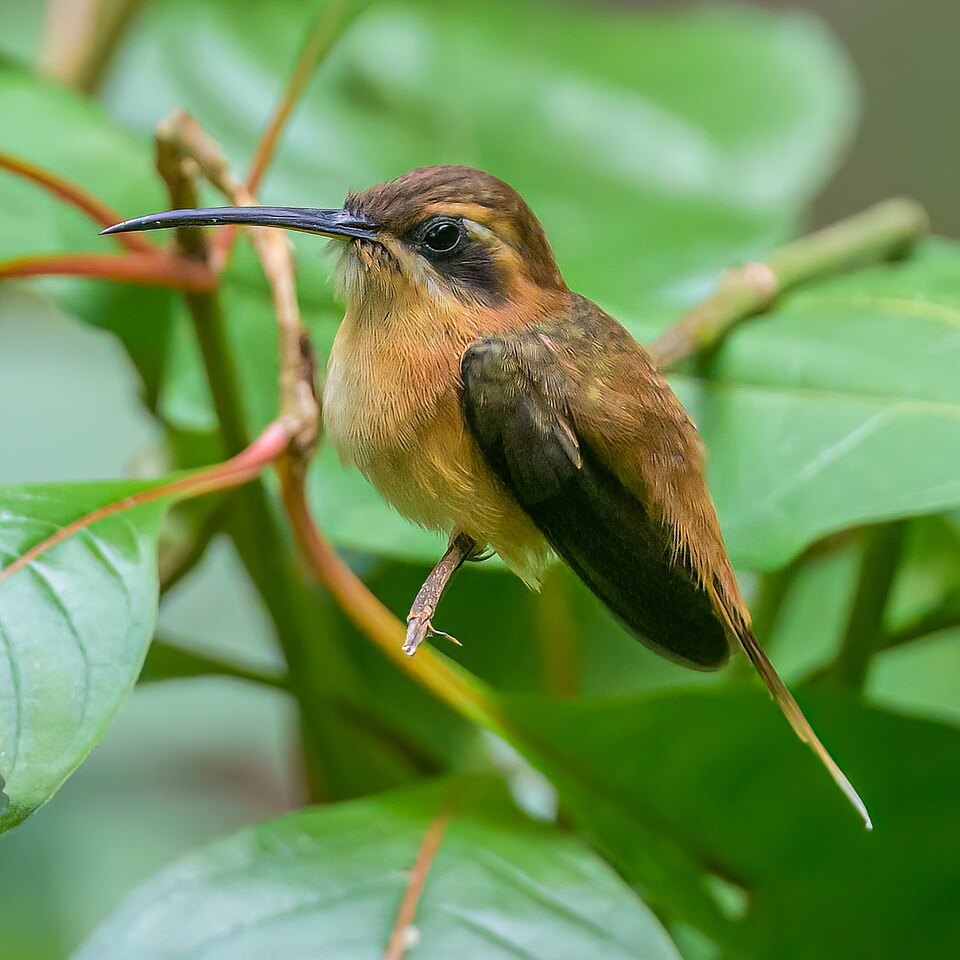 Stripe-throated Hermit