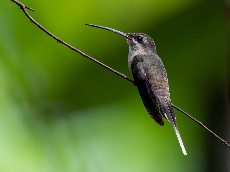Long-tailed Hermit