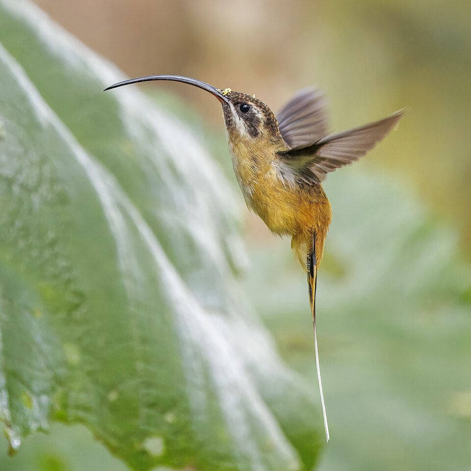 Tawny-bellied Hermit