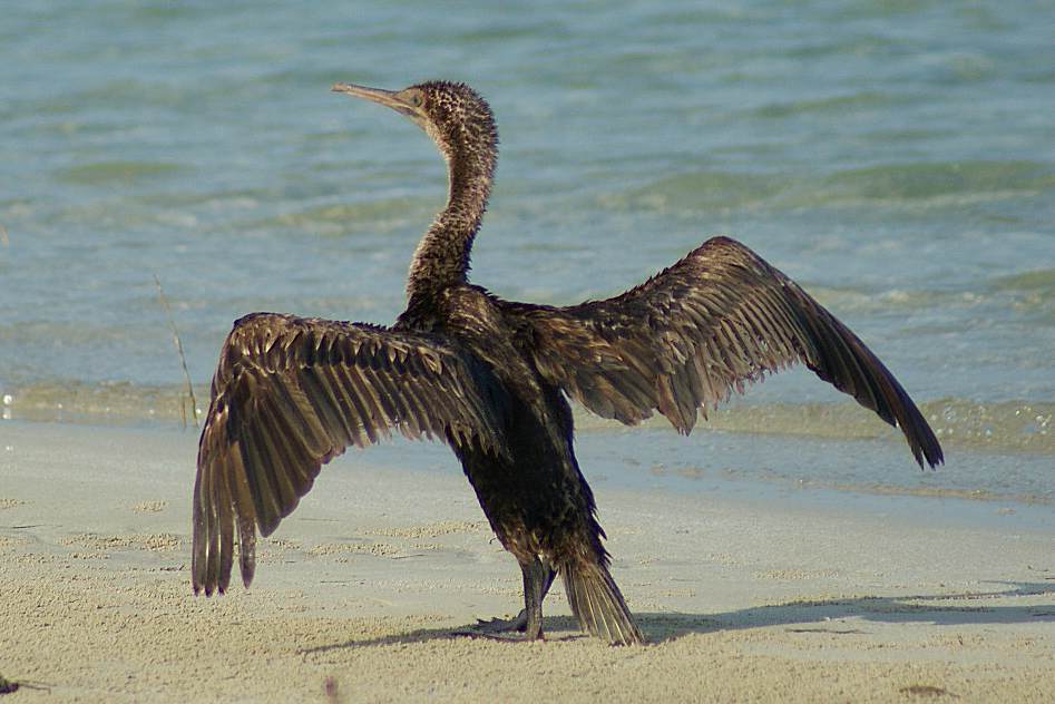 Socotra Cormorant