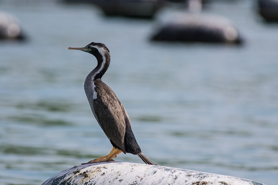 Spotted Shag