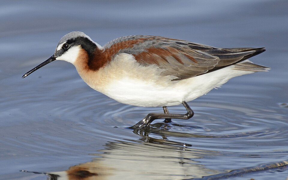Wilson's Phalarope