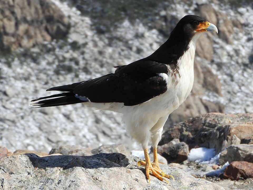 White-throated Caracara