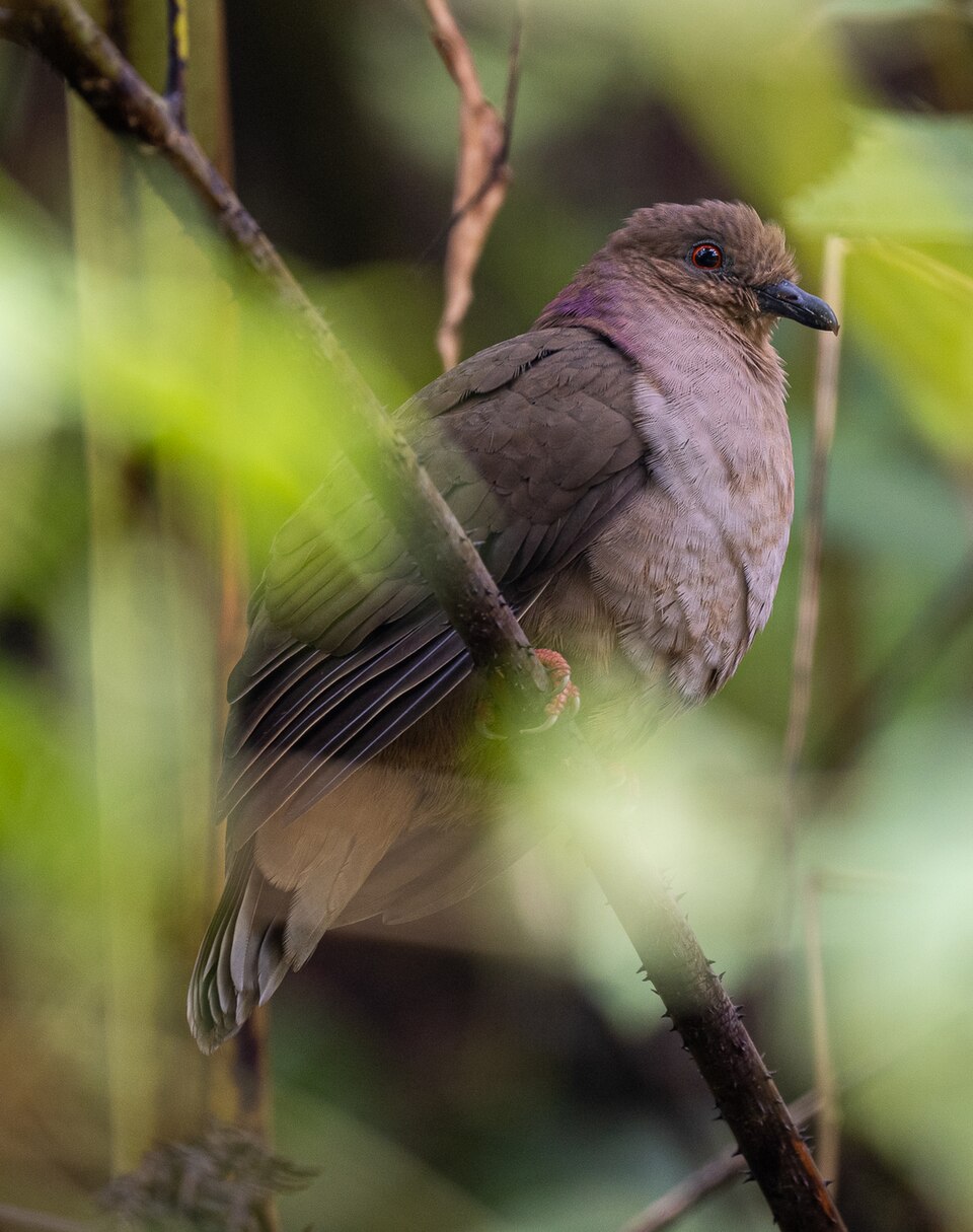 Mindanao Brown Dove