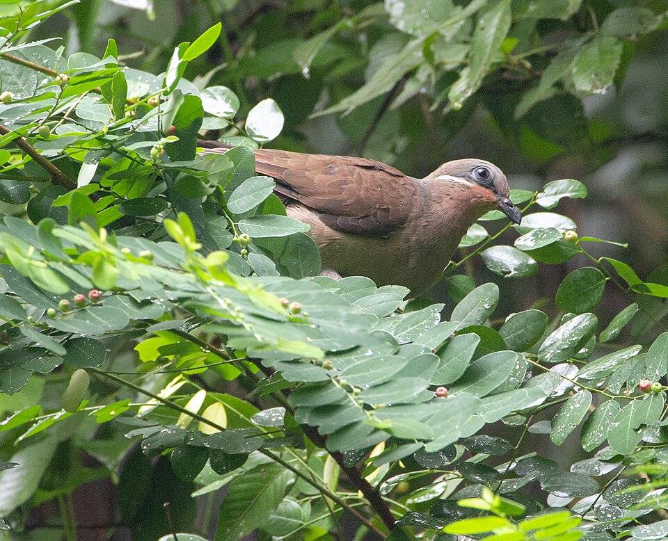 White-eared Brown Dove