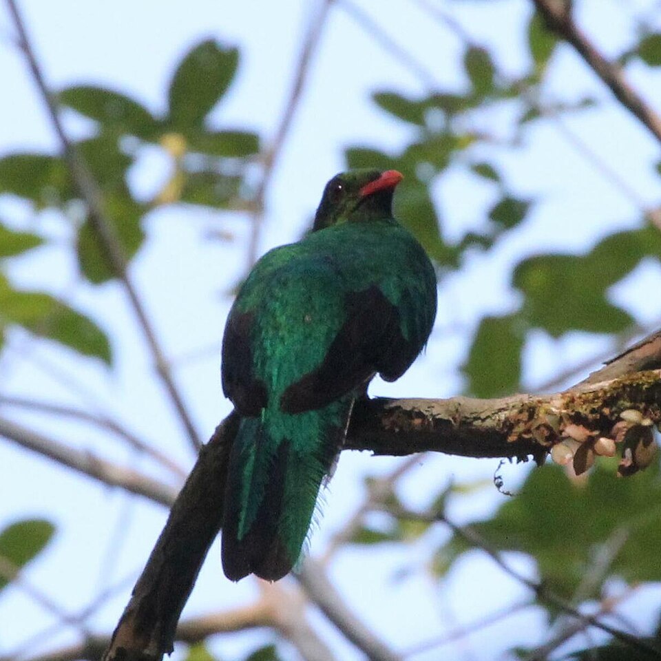 Pavonine Quetzal