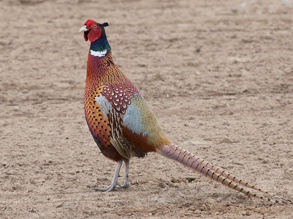 Common Pheasant