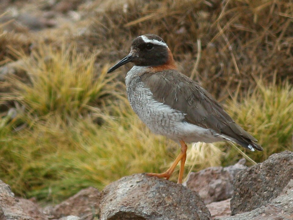 Diademed Sandpiper-Plover