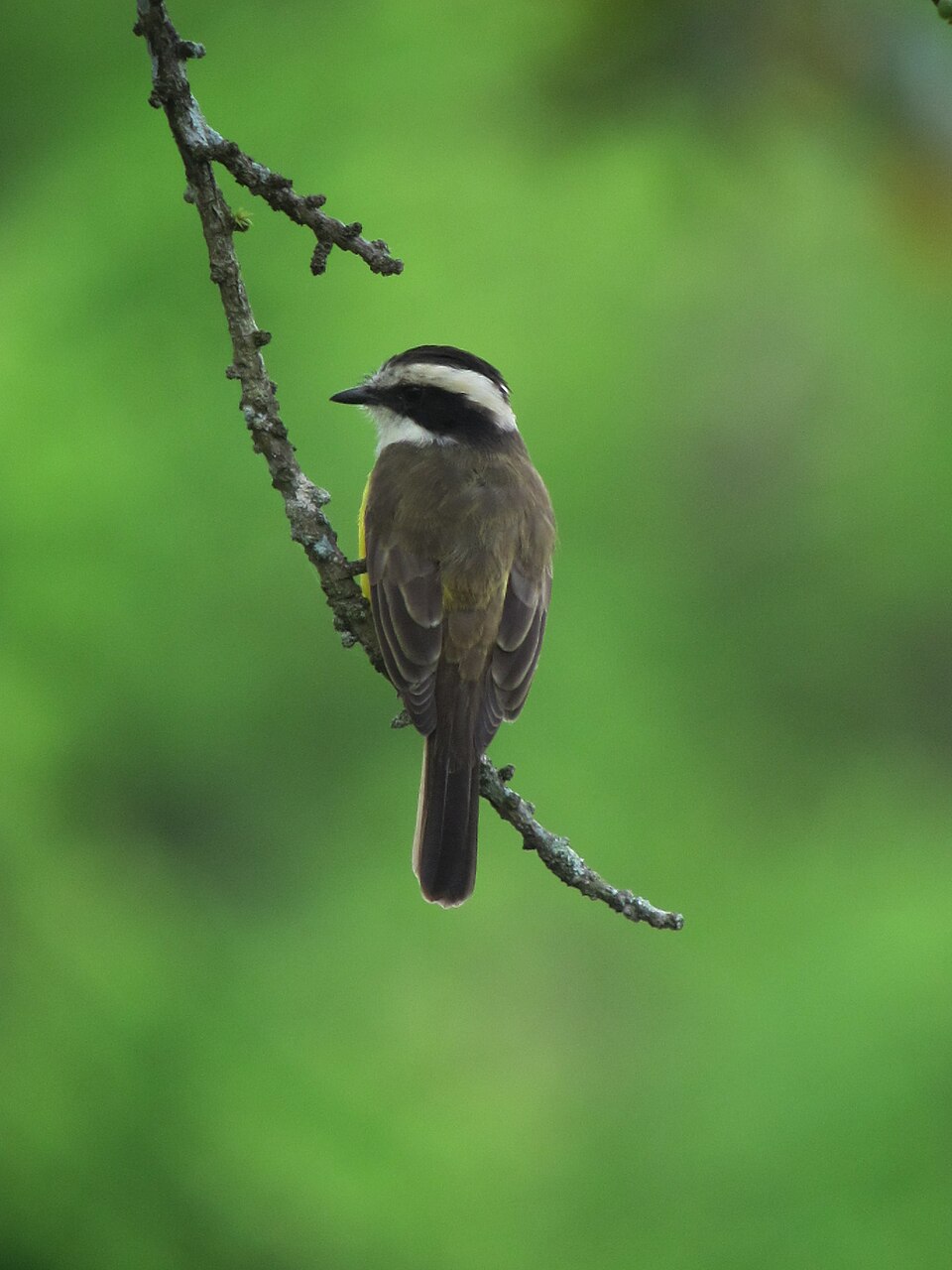 White-bearded Flycatcher