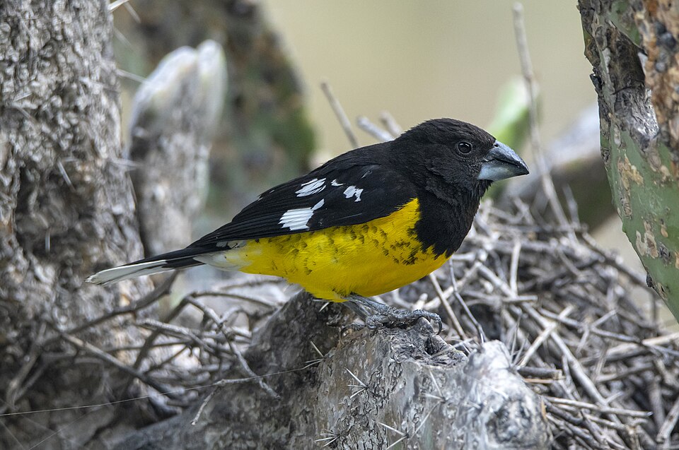 Black-backed Grosbeak