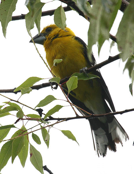 Golden Grosbeak