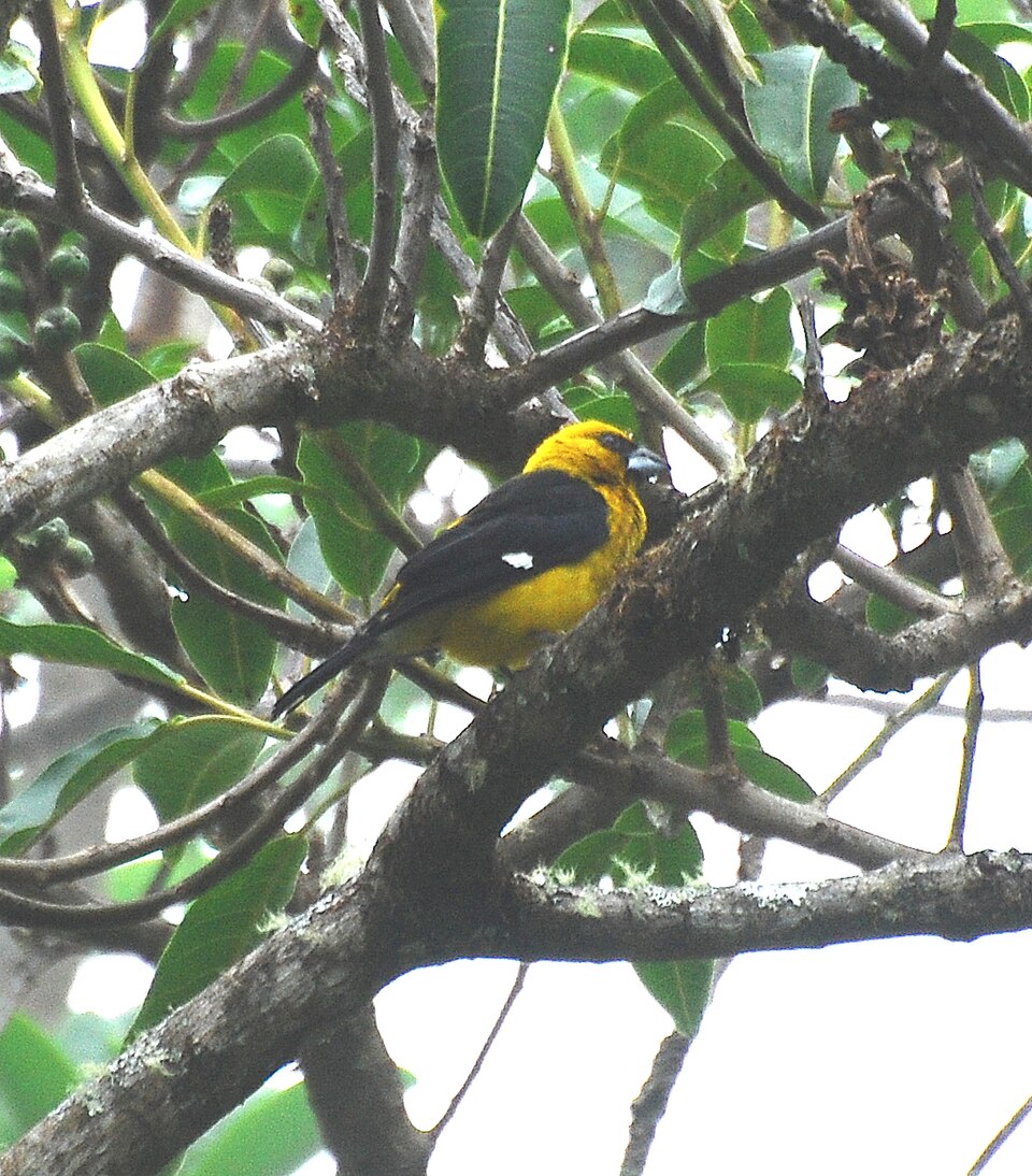 Black-thighed Grosbeak