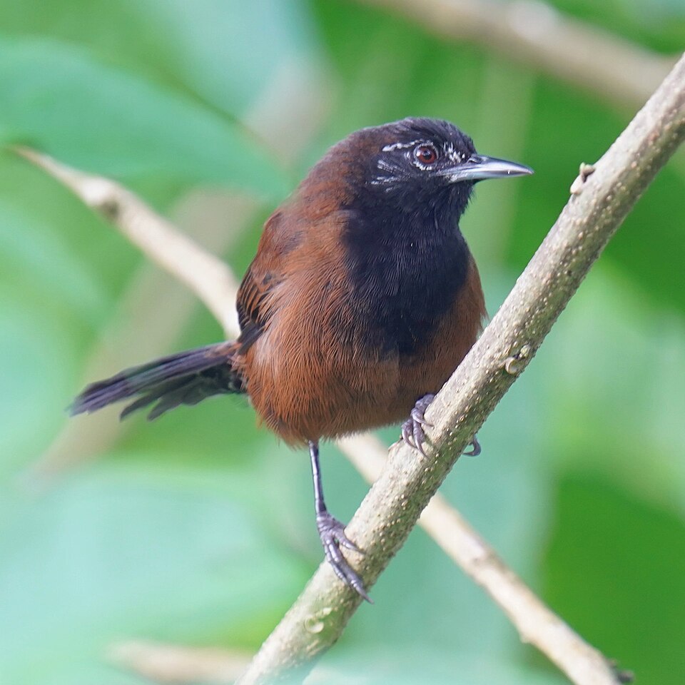 Black-throated Wren