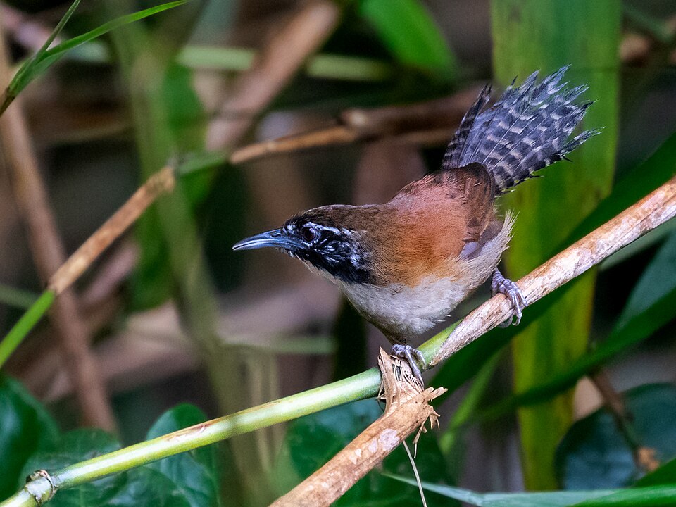 Coraya Wren